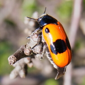 Vierpunktiger Ameisen-Sackkäfer