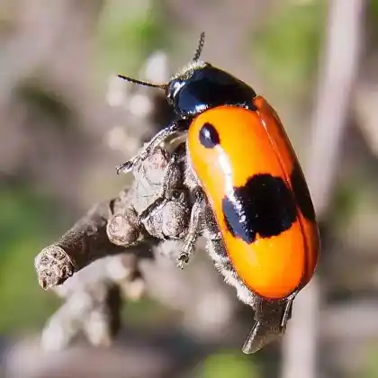 Foto von Vierpunktiger Ameisen-Sackkäfer (Clytra quadripunctata)