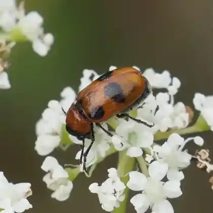 Foto von  (Coptocephala rubicunda)
