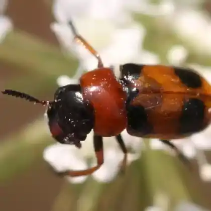 Foto von Einbindiger Langbeinkäfer (Coptocephala unifasciata)