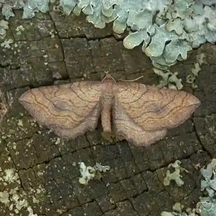 Foto von Blasser Gebirgs-Wellenbindenspanner (Coenocalpe lapidata)