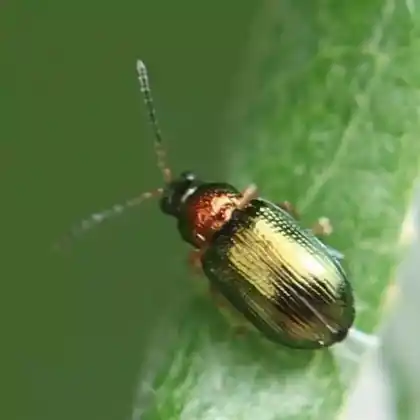 Foto von  (Crepidodera aurata)