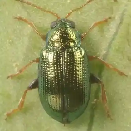Foto von  (Crepidodera aurea)