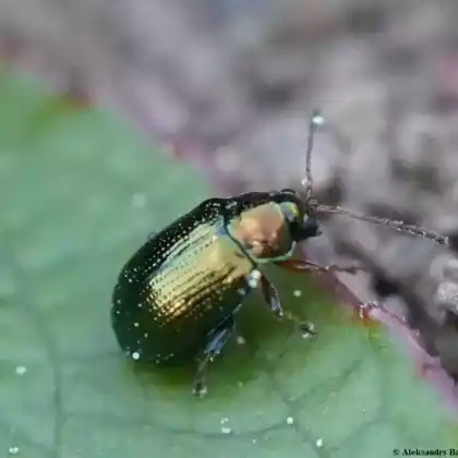 Foto von  (Crepidodera fulvicornis)