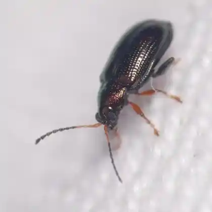 Foto von  (Crepidodera plutus)