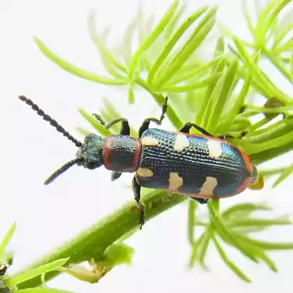 Foto von Gemeines Spargelhähnchen (Crioceris asparagi)