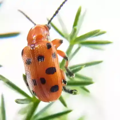 Foto von Zwölfpunktspargelkäfer (Crioceris duodecimpunctata)