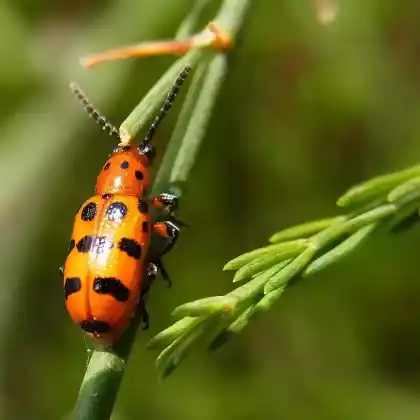 Foto von  (Crioceris quatuordecimpunctata)