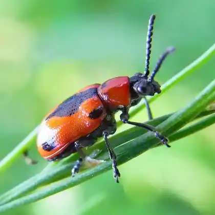 Foto von  (Crioceris quinquepunctata)