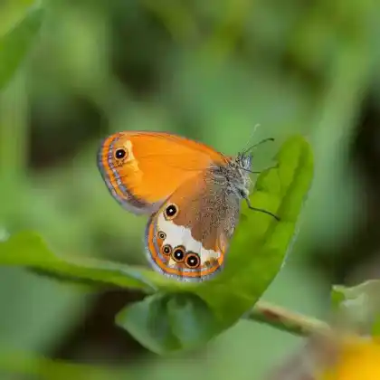 Foto von Weißbindiges Wiesenvögelchen (Coenonympha arcania)