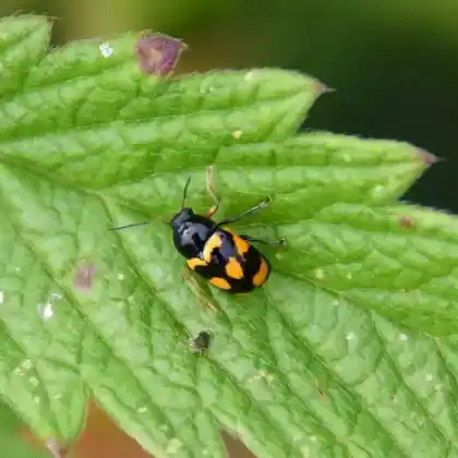 Foto von  (Cryptocephalus anticus)