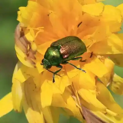 Foto von  (Cryptocephalus aureolus)