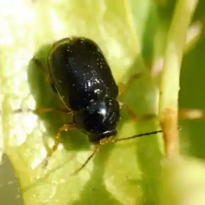 Foto von  (Cryptocephalus bameuli)