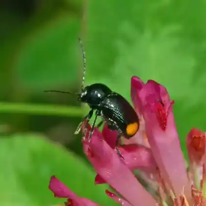 Foto von  (Cryptocephalus biguttatus)