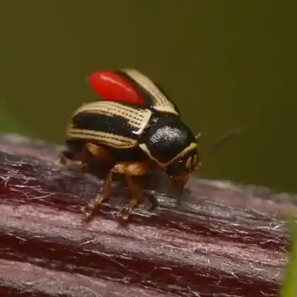 Foto von  (Cryptocephalus bilineatus)