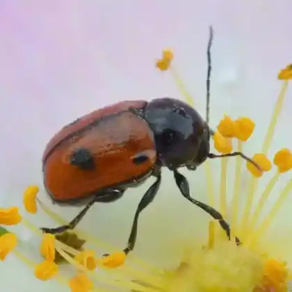 Foto von  (Cryptocephalus bipunctatus)
