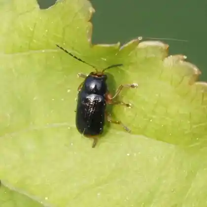 Foto von  (Cryptocephalus chrysopus)