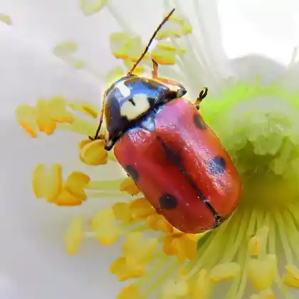 Foto von  (Cryptocephalus cordiger)