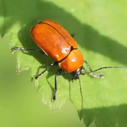 Foto von  (Cryptocephalus coryli)