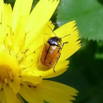 Foto von  (Cryptocephalus distinguendus)
