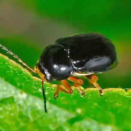 Foto von Gelbfüßiger Weißdorn-Fallkäfer (Cryptocephalus flavipes)