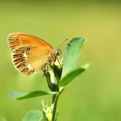 Foto von Rostfarbenes Wiesenvögelchen (Coenonympha glycerion)