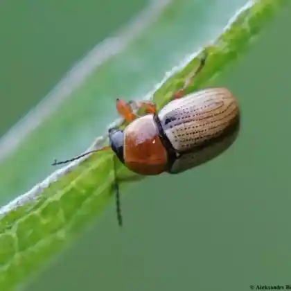 Foto von  (Cryptocephalus fulvus)