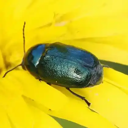 Foto von  (Cryptocephalus hypochoeridis)