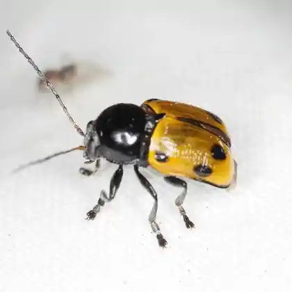 Foto von  (Cryptocephalus imperialis)