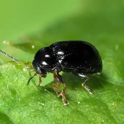 Foto von  (Cryptocephalus labiatus)