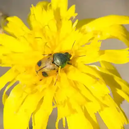Foto von  (Cryptocephalus laetus)