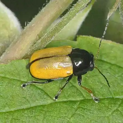 Foto von  (Cryptocephalus marginatus)
