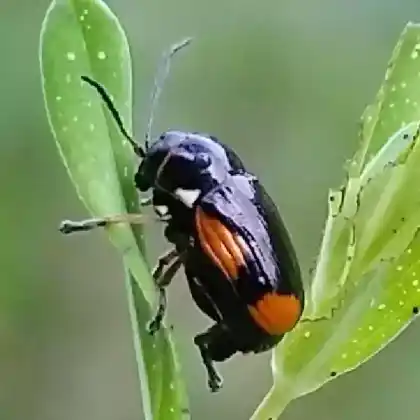 Foto von  (Cryptocephalus moraei)