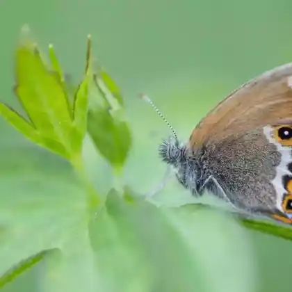 Foto von Wald-Wiesenvögelchen (Coenonympha hero)