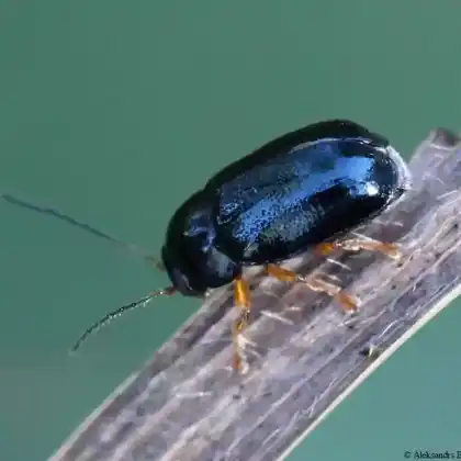 Foto von  (Cryptocephalus nitidus)