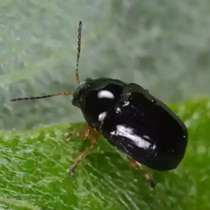 Foto von  (Cryptocephalus ocellatus)
