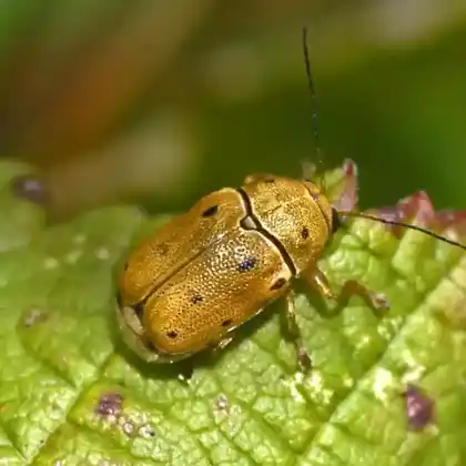 Foto von  (Cryptocephalus octomaculatus)