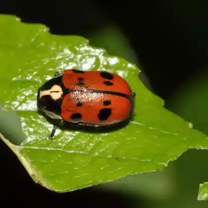 Foto von  (Cryptocephalus octopunctatus)