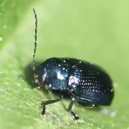 Foto von  (Cryptocephalus parvulus)
