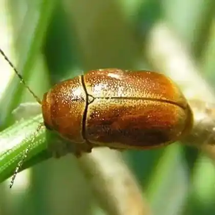 Foto von  (Cryptocephalus pini)