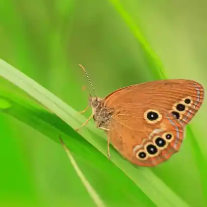 Foto von Verschollenes Wiesenvögelchen (Coenonympha oedippus)