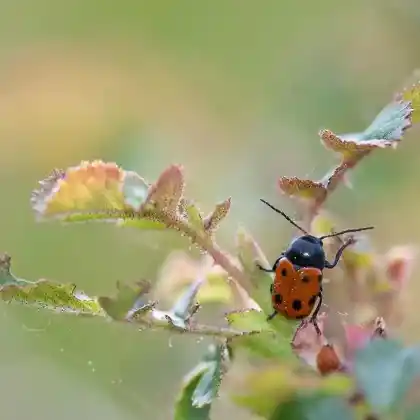 Foto von  (Cryptocephalus primarius)
