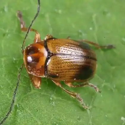 Foto von  (Cryptocephalus pusillus)