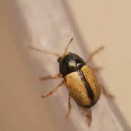 Foto von  (Cryptocephalus pygmaeus)