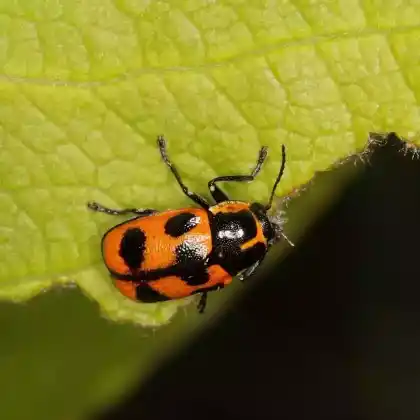 Foto von Fünfpunkt-Fallkäfer (Cryptocephalus quinquepunctatus)