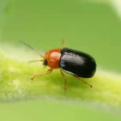Foto von  (Cryptocephalus rufipes)