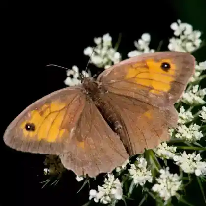 Foto von Gemeines Wiesenvögelchen (Coenonympha pamphilus)