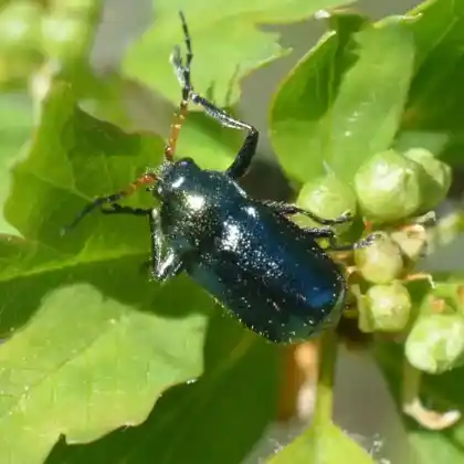 Foto von  (Cryptocephalus schaefferi)