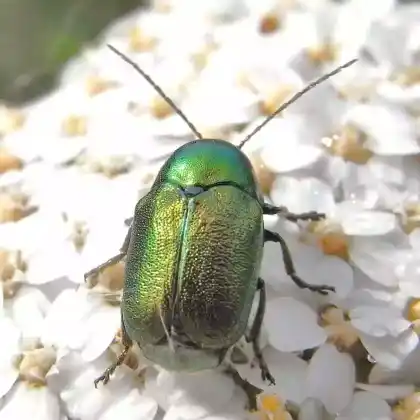 Foto von Seidiger Fallkäfer (Cryptocephalus sericeus)