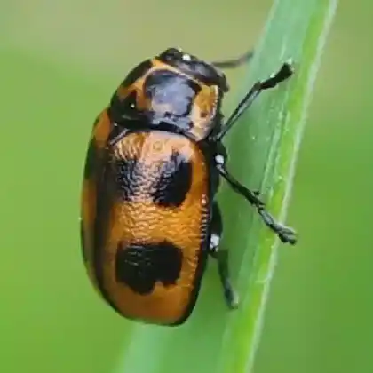 Foto von  (Cryptocephalus sexpunctatus)